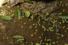Drypetes porteri