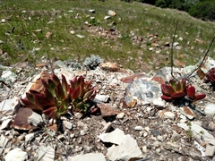 Dudleya farinosa