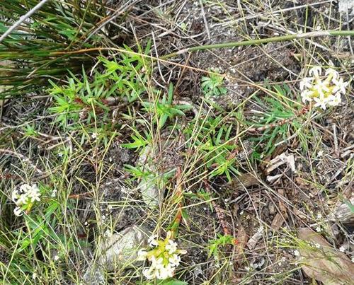 Crassula fascicularis