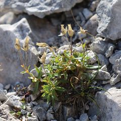 Cerastium carinthiacum