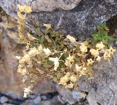 Cerastium carinthiacum