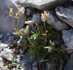 Cerastium carinthiacum