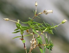 Cerastium carinthiacum