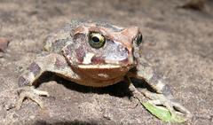 Sclerophrys pardalis
