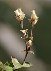 Cerastium carinthiacum