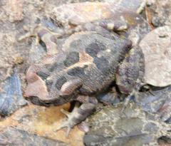 Sclerophrys pardalis