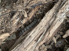 Scolecocampa liburna