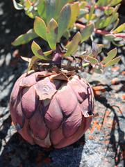 Protea sulphurea