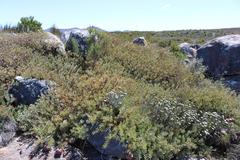 Protea sulphurea