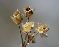 Cerastium carinthiacum