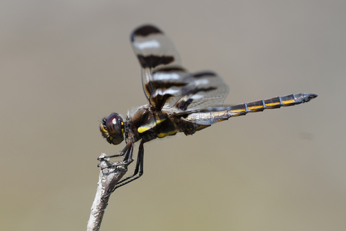 Twelve-spotted Skimmer, photo 2 of 9
