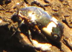 Pedinorrhina plana