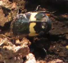 Pedinorrhina plana