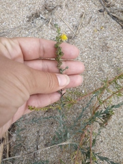 Linaria sabulosa