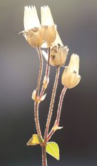 Cerastium carinthiacum