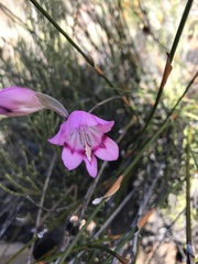 Gladiolus inflatus