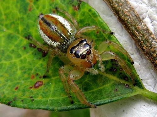 Thyene inflata