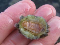 Acanthochitona garnoti