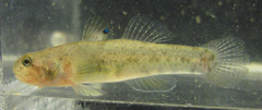 Pseudogobius taijiangensis