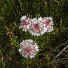 Serruria phylicoides