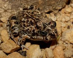 Tomopterna delalandii