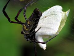 Trichonephila inaurata madagascariensis