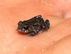 Capensibufo tradouwi
