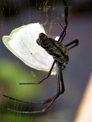 Trichonephila inaurata madagascariensis