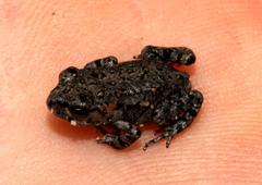 Capensibufo tradouwi