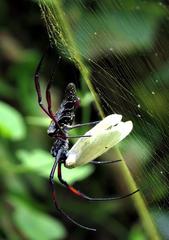 Trichonephila inaurata madagascariensis