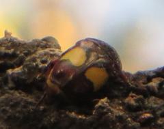 Pedinorrhina trivittata