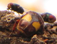 Pedinorrhina trivittata
