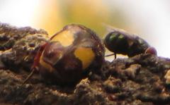 Pedinorrhina trivittata