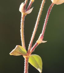 Cerastium carinthiacum
