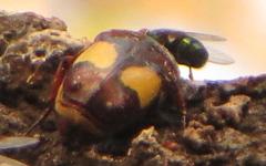 Pedinorrhina trivittata