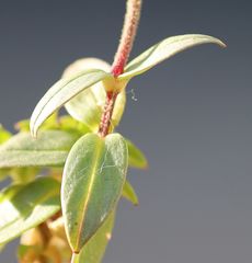 Cerastium carinthiacum