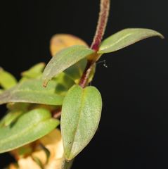 Cerastium carinthiacum