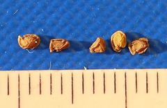 Cerastium carinthiacum