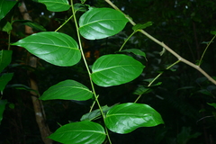 Glochidion lanceolatum