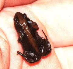 Cacosternum australis