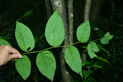 Glochidion lanceolatum