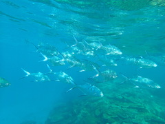 Trachinotus coppingeri