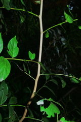 Glochidion lanceolatum