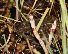 Tomopterna delalandii