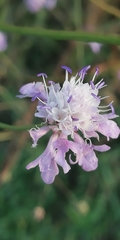 Sixalix atropurpurea