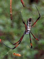 Trichonephila inaurata madagascariensis