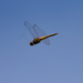 Wandering Glider - Photo (c) Cameron Eckert, some rights reserved (CC BY-NC), uploaded by Cameron Eckert