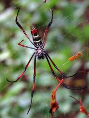 Trichonephila inaurata madagascariensis
