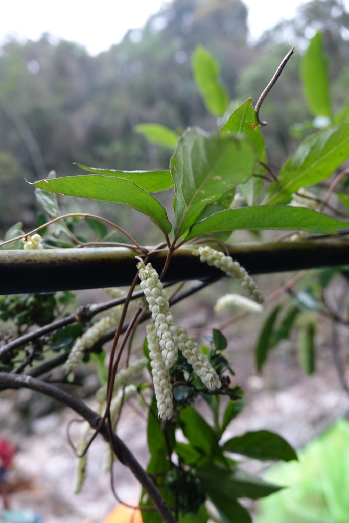 Dioscorea quartiniana