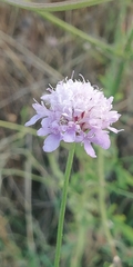 Sixalix atropurpurea